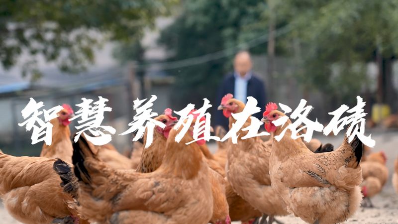 成都CDMO公司：揭秘医药研发背后的关键力量