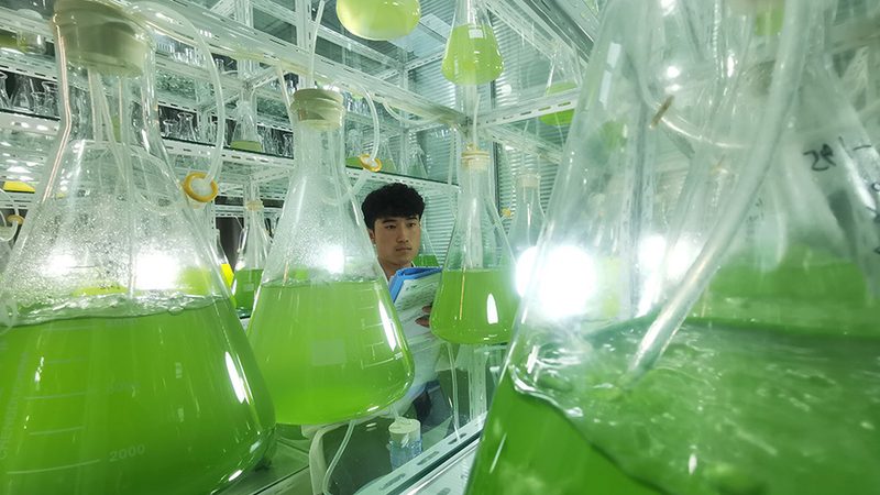 饲料级酶制剂：如何选择性价比高的产品**